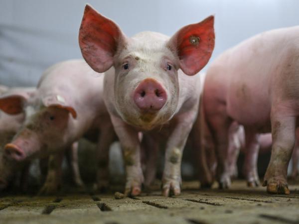Niedersachsen, Kreis Emsland: Eine Gruppe von Schweinen im Mastbetrieb in einem Stall mit Vollspaltenböden (Archivbild vom 30.03.2023).
