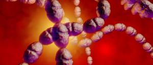 3D-Illustration von Streptokokken-Bakterien.