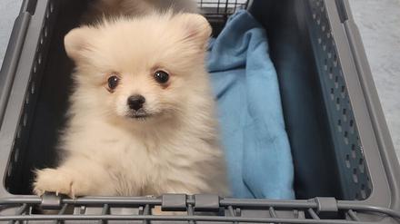 Zwei sichergestellte Hundewelpen sitzen in einer Transportbox. 