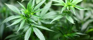 Cannabis / Weiterer Text über ots und www.presseportal.de/nr/142741 / Die Verwendung dieses Bildes für redaktionelle Zwecke ist unter Beachtung aller mitgeteilten Nutzungsbedingungen zulässig und dann auch honorarfrei. Veröffentlichung ausschließlich mit Bildrechte-Hinweis. Foto: 7raysmarketing/Pixabay/7raysmarketing/obs