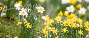Im Volkspark werden am Sonntag Frühblüher und Kräuter erforscht.