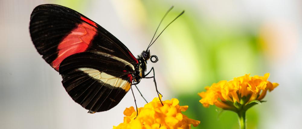 Großer Kurier (Heliconius melpomene), ein tropischer Schmetterling