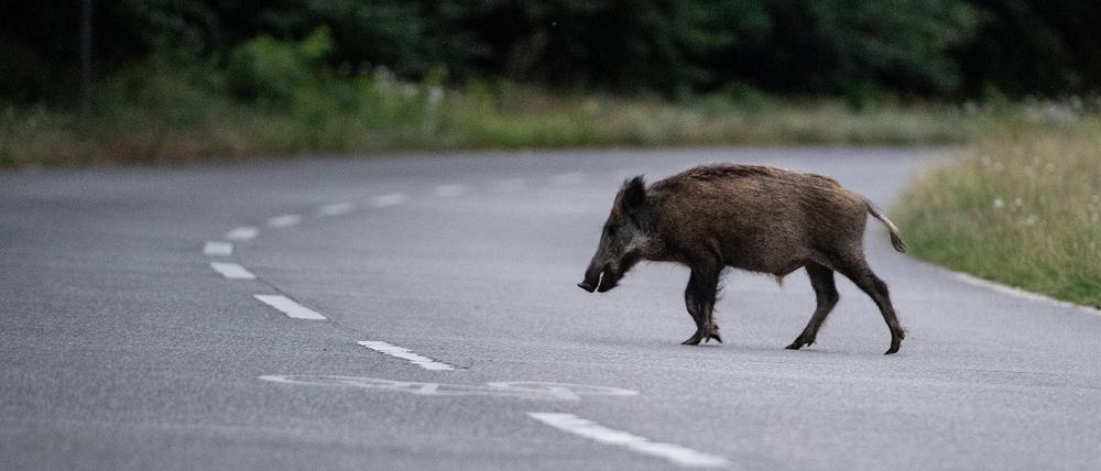 Ein Wildschwein läuft am frühen Abend über eine Straße in der Bundeshauptstadt.