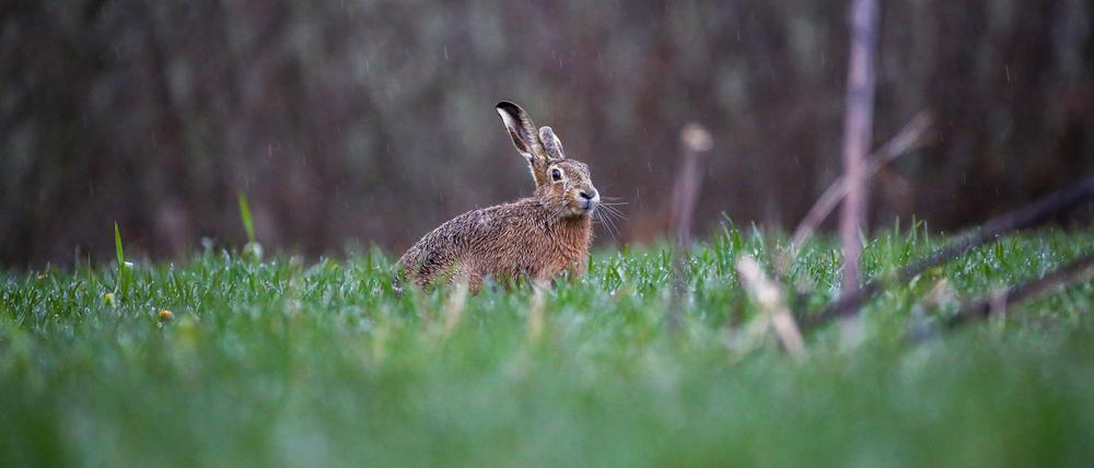 Ein Feldhase sitzt im Regen auf einer Wiese.