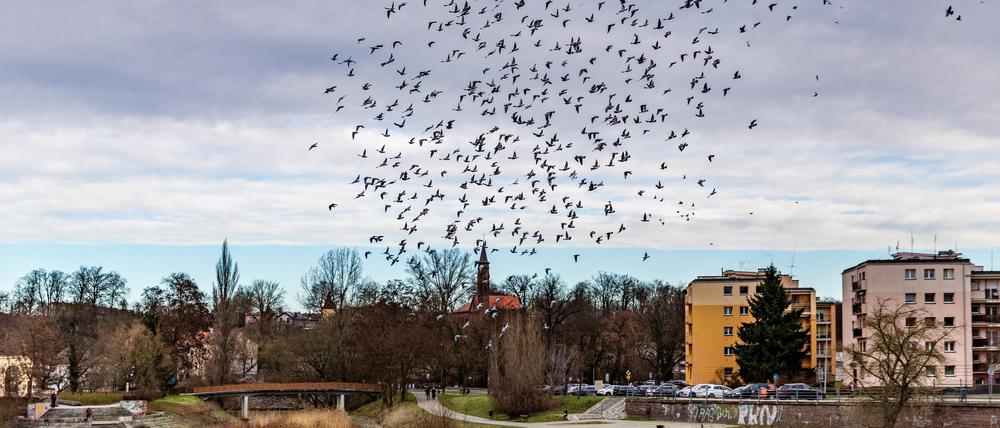 ARCHIV - 30.12.2023, Brandenburg, Guben: Tauben fliegen am bedeckten Himmel über dem Grenzfluss Neiße, der zwischen der deutschen Stadt Guben und dem polnischen Gubin fließt. (zu dpa: «Probewohnen in Guben - Bereits reichlich Anfragen») Foto: Frank Hammerschmidt/dpa +++ dpa-Bildfunk +++