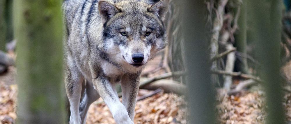 Ein Wolf (Canis lupus) streift im Tierpark Hexentanzplatz durch sein Freigehege. Im vergangenen Jahr sind rund 5000 Meldungen mit Verdacht auf Wölfe in Sachsen-Anhalt beim Wolfskompetenzzentrum Iden (WZI) eingegangen.