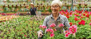 Gartencenter-Angestellte mit Geranienkiste.