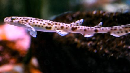 Ein Katzenhaibaby schwimmt im Sea Life Berlin durchs Becken. Die Haie schlüpfen aus wasserdurchlässigen Eiern im Aquarium und sind zwischen 3 Wochen und wenigen Tagen alt. 