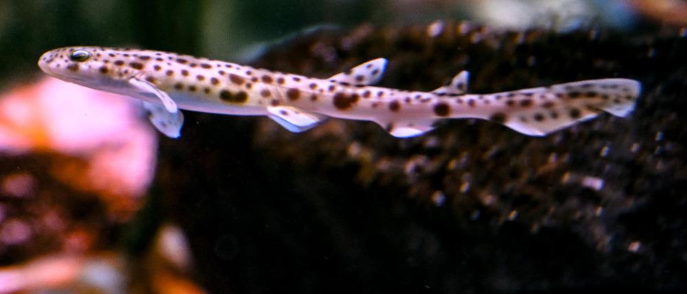 Ein Katzenhaibaby schwimmt im Sea Life Berlin durchs Becken. Die Haie schlüpfen aus wasserdurchlässigen Eiern im Aquarium und sind zwischen 3 Wochen und wenigen Tagen alt. 