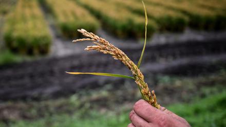 ARCHIV - 06.10.2023, Brandenburg, Linum: Landwirt Robert Jäckel hält eine Reis-Rispe in der Hand vor einem Reisfeld. Bei einem Versuch im Linumer Teichgebiet wird erstmals Reis geerntet. (zu dpa: «Reisanbau in ehemaligen Karpfenteichen - Betrieb peilt mehr Ernte an») Foto: Britta Pedersen/dpa +++ dpa-Bildfunk +++