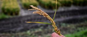 ARCHIV - 06.10.2023, Brandenburg, Linum: Landwirt Robert Jäckel hält eine Reis-Rispe in der Hand vor einem Reisfeld. Bei einem Versuch im Linumer Teichgebiet wird erstmals Reis geerntet. (zu dpa: «Reisanbau in ehemaligen Karpfenteichen - Betrieb peilt mehr Ernte an») Foto: Britta Pedersen/dpa +++ dpa-Bildfunk +++