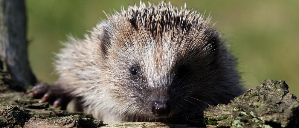 Igel suchen besonders gerne in Holzstapeln Unterschlupf.