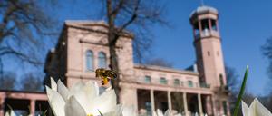Weiße Krokusse blühen auf einer Wiese vor dem Schloss Biesdorf. Die nächsten Tage werden frühlingshaft sonnig und warm in Berlin und Brandenburg.