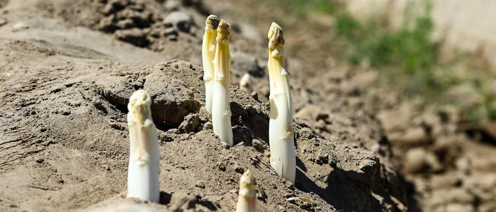 ARCHIV - 21.06.2022, Brandenburg, Beelitz: Auf einem Spargelfeld wächst nach dem Abräumen der Folien der Spargel aus der Erde (zu dpa: «Frühstart für Spargel - Erzeuger erwarten gute Saison») Foto: Jens Kalaene/dpa +++ dpa-Bildfunk +++