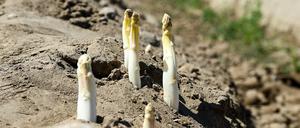 ARCHIV - 21.06.2022, Brandenburg, Beelitz: Auf einem Spargelfeld wächst nach dem Abräumen der Folien der Spargel aus der Erde (zu dpa: «Frühstart für Spargel - Erzeuger erwarten gute Saison») Foto: Jens Kalaene/dpa +++ dpa-Bildfunk +++