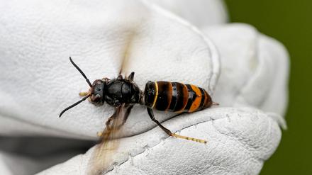 Eine Asiatische Hornisse wird von einem Biologen mit einem Handschuh gehalten.