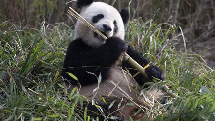 Panda-Dame Meng Meng läßt es sich im Zoo Berlin schmecken. Panda-Dame Meng Meng aus dem Berliner Zoo wurde künstlich besamt.