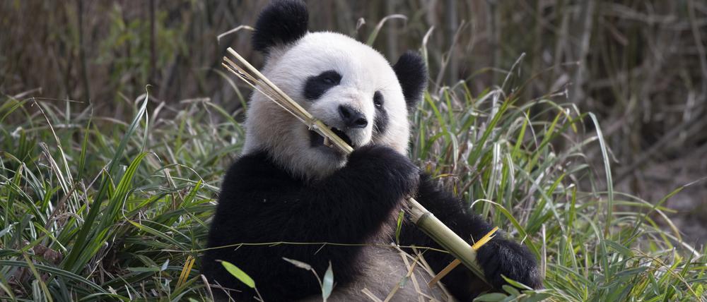 Panda-Dame Meng Meng läßt es sich im Zoo Berlin schmecken. Panda-Dame Meng Meng aus dem Berliner Zoo wurde künstlich besamt.