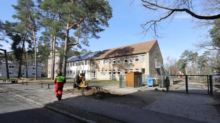 Baumfällarbeiten auf dem Gelände der Waldstadt-Grundschule. 