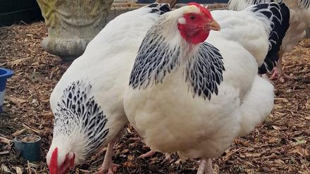 Züchter sind in Sorge um ihr Rassegeflügel.