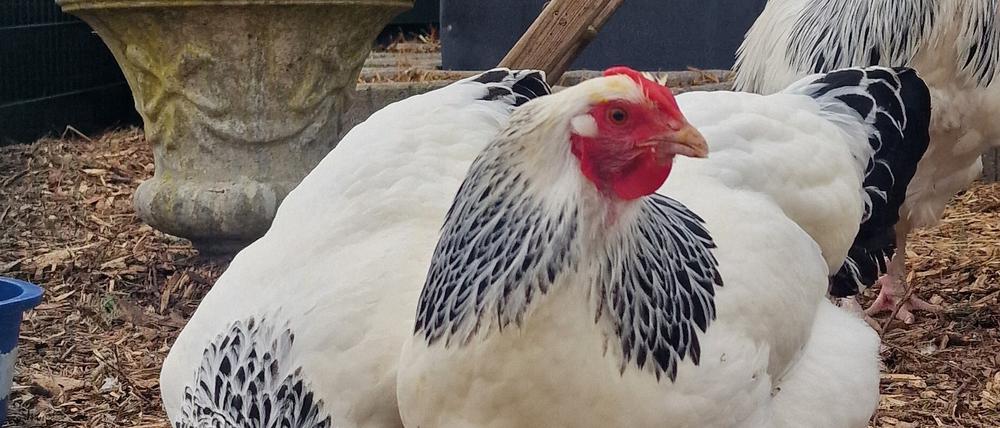 Züchter sind in Sorge um ihr Rassegeflügel.