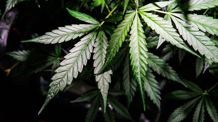 Marijuana-Pflanze