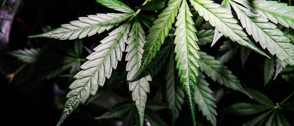 Marijuana-Pflanze