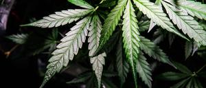 Marijuana-Pflanze