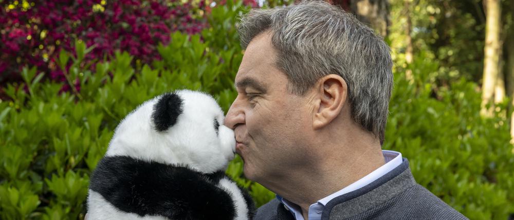 Plüschpandas knuddeln: Markus Söder versuchte mit seiner Inszenierung in Peking einen Befreiungsschlag.