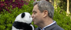 Plüschpandas knuddeln: Markus Söder versuchte mit seiner Inszenierung in Peking einen Befreiungsschlag.