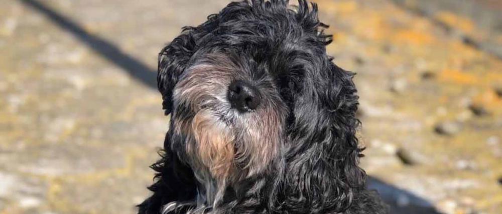 Das Tier, das vor zwölf Tagen von einem Schiff in die Mosel gesprungen war und seither vermisst wurde, ist am Mittwoch von der Feuerwehr von einer Insel im Fluss gerettet worden.  