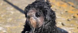 Das Tier, das vor zwölf Tagen von einem Schiff in die Mosel gesprungen war und seither vermisst wurde, ist am Mittwoch von der Feuerwehr von einer Insel im Fluss gerettet worden.