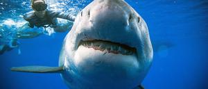 Ocean Ramsey neben einem weißen Hai vor der Küste von Oahu, Hawaii. 