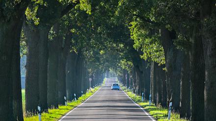 ARCHIV - 18.10.2023, Brandenburg, Heinersdorf: Ein Auto fährt eine Eichenallee entlang. Die Bäume an dieser Straße in Ostbrandenburg sind über 100 Jahre alt. (zu dpa: «Konzept zum Erhalt der Alleen in Brandenburg ruft auch Kritik hervor») Foto: Patrick Pleul/dpa +++ dpa-Bildfunk +++