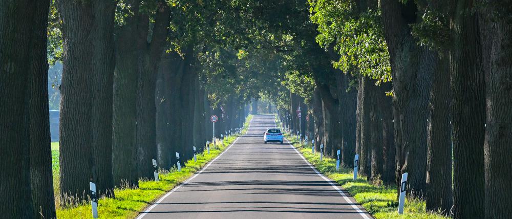 ARCHIV - 18.10.2023, Brandenburg, Heinersdorf: Ein Auto fährt eine Eichenallee entlang. Die Bäume an dieser Straße in Ostbrandenburg sind über 100 Jahre alt. (zu dpa: «Konzept zum Erhalt der Alleen in Brandenburg ruft auch Kritik hervor») Foto: Patrick Pleul/dpa +++ dpa-Bildfunk +++