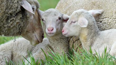 Neugeborene Lämmer brauchen besondere Aufmerksamkeit und Betreuung. 