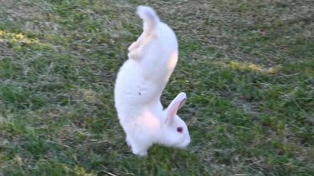 Aufgrund einer Genmutation können einige Kaninchen der Zuchtlinie Sauteur d’Alfort nicht hüpfen, sondern machen stattdessen einen Handstand.
