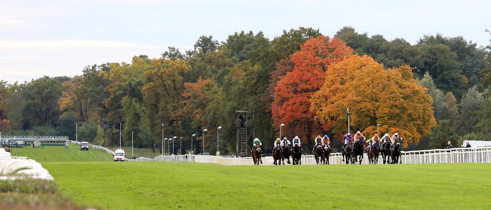 Inzwischen ist das wieder grüner. Pferde und Jockeys bei einem Rennen auf der Geraden Bahn im Oktober 2023.