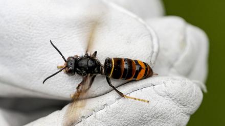 Eine Asiatische Hornisse (Vespa velutina nigrithorax) wird von einem Biologen mit einem Handschuh gehalten. Die Asiatische Hornisse hat sich in den vergangenen Jahren stark ausgebreitet.