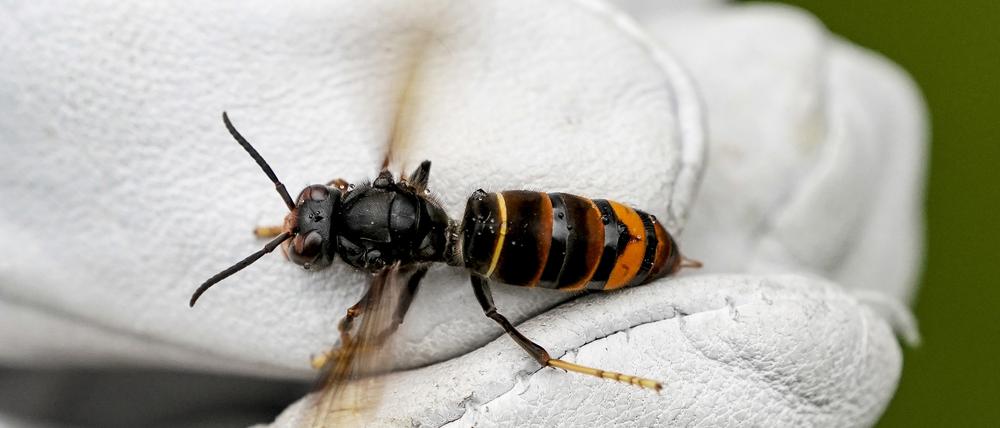 Eine Asiatische Hornisse (Vespa velutina nigrithorax) wird von einem Biologen mit einem Handschuh gehalten. Die Asiatische Hornisse hat sich in den vergangenen Jahren stark ausgebreitet.