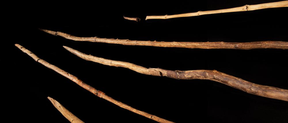 Die Schöninger Speere, wie sie im Forschungsmuseum Schöningen ausgestellt sind.