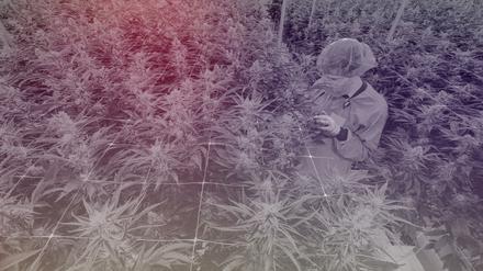 Ein Mitarbeiter überprüft die Qualität von Cannabispflanzen in einem Gewächshaus in der Produktionsstätte des deutschen Pharmaunternehmens Demecan in Ebersbach bei Dresden, 28. November 2022.
