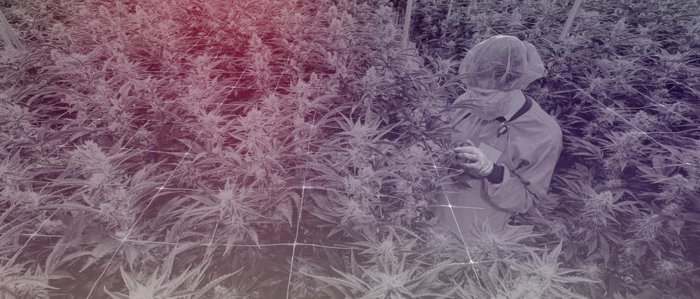 Ein Mitarbeiter überprüft die Qualität von Cannabispflanzen in einem Gewächshaus in der Produktionsstätte des deutschen Pharmaunternehmens Demecan in Ebersbach bei Dresden, 28. November 2022.