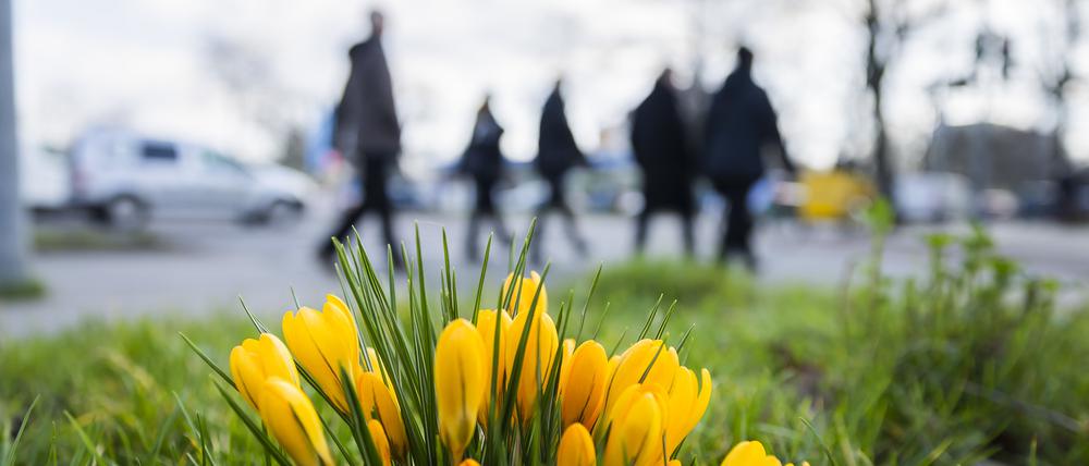 Passanten gehen in Berlin-Mariendorf an blühenden Krokussen vorbei.