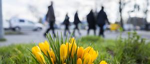 Passanten gehen in Berlin-Mariendorf an blühenden Krokussen vorbei.