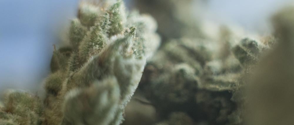 Medizinisches Cannabis liegt auf einem Tisch.