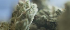 Medizinisches Cannabis liegt auf einem Tisch.