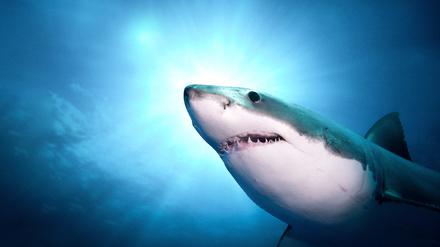 Weiße Haie (Carcharodon carcharias) sind mit maximal sieben Metern Länge die größten Raubfische der Welt. 