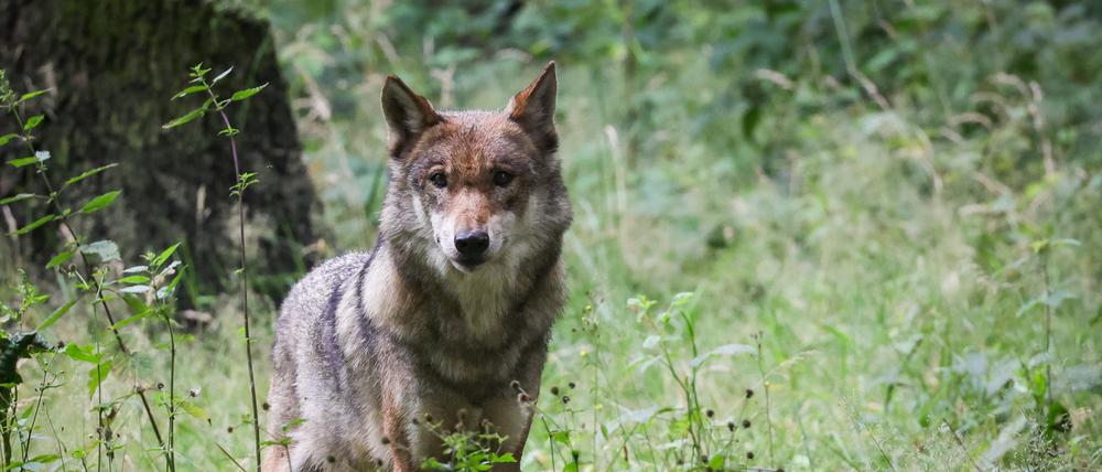 ARCHIV - 12.07.2023, Schleswig-Holstein, Eekholt: Brandenburg ist Wolfsland. Hier leben die meisten Rudel Deutschlands. Für viele Nutztierhalter sind es zu viele. (zu dpa: «Jäger fordern rasche Regelung für Schnellabschüsse von Wölfen») Foto: Christian Charisius/dpa +++ dpa-Bildfunk +++