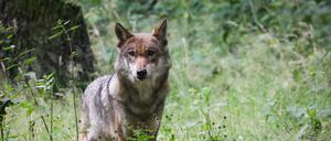 ARCHIV - 12.07.2023, Schleswig-Holstein, Eekholt: Brandenburg ist Wolfsland. Hier leben die meisten Rudel Deutschlands. Für viele Nutztierhalter sind es zu viele. (zu dpa: «Jäger fordern rasche Regelung für Schnellabschüsse von Wölfen») Foto: Christian Charisius/dpa +++ dpa-Bildfunk +++